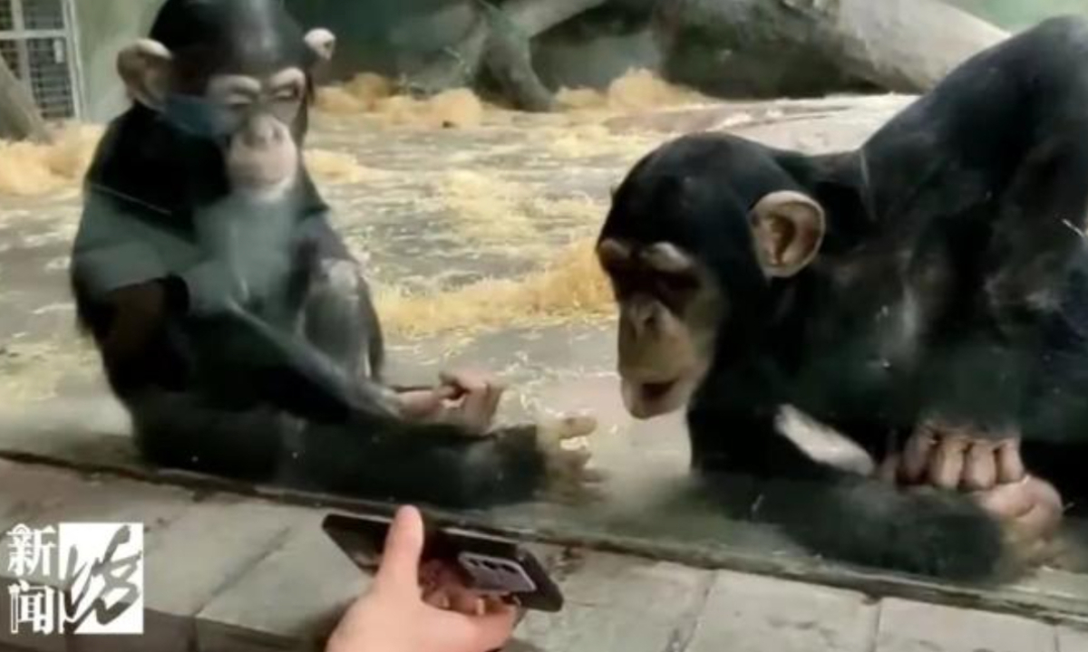 Recently, young chimpanzees at the Shanghai Zoo were found to be have become “addicted” to playing with mobile phones, sparking heated discussion. 