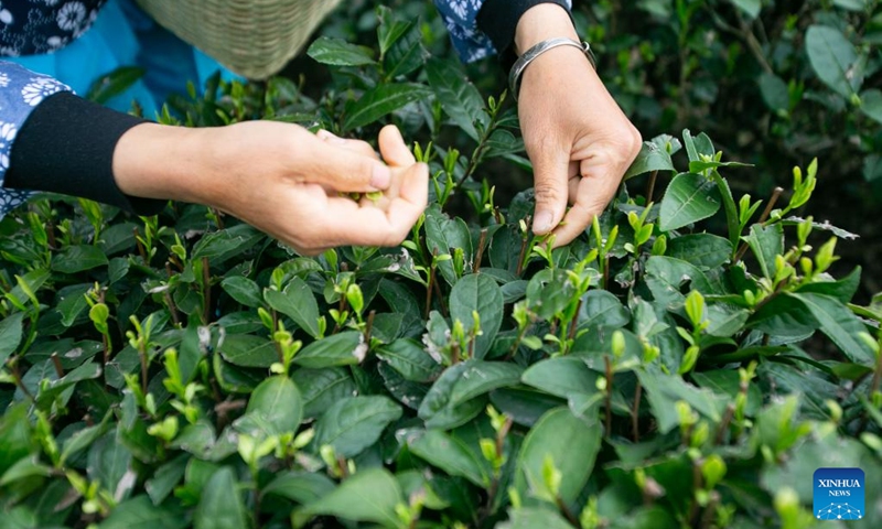A farmer picks tea leaves at a tea garden in Yongrong Township, Yongchuan District, southwest China's Chongqing, March 22, 2023. In recent years, Yongchuan has been focusing on cultivating tea industry as its characteristic industry with steady breakthrough in establishing tea production bases and promoting the integration of tea industry and tourism to secure the employment of rural residents and increase local farmers' income. (Xinhua/Chu Jiayin)