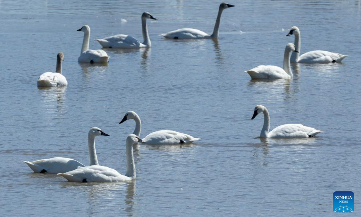 Tundra swans are seen at the Aylmer Wildlife Management Area in Aylmer, Ontario, Canada, on March 30, 2023. Every winter, thousands of wild tundra swans use the Ontario's Aylmer Wildlife Management Area to refuel on their migration to the high Arctic Region. Photo:Xinhua