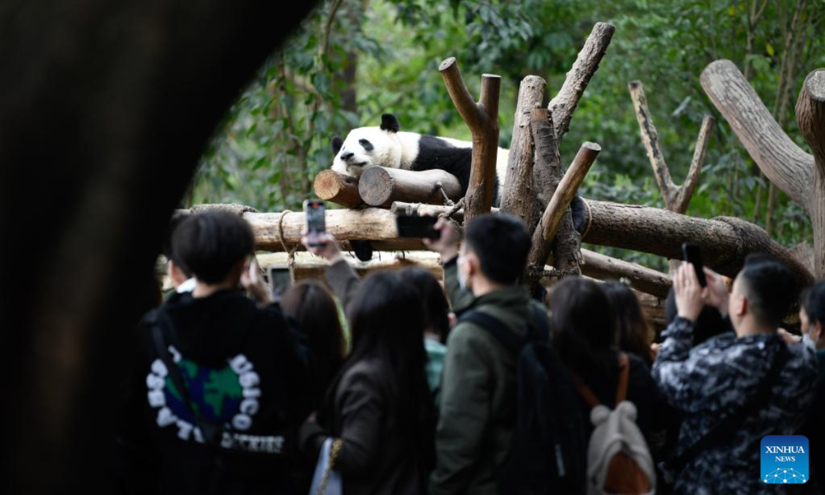 Visitors take pictures as giant panda He Ye takes a nap at Chengdu Research Base of Giant Panda Breeding in Chengdu, southwest China's Sichuan Province, March 22, 2023. Photo:Xinhua