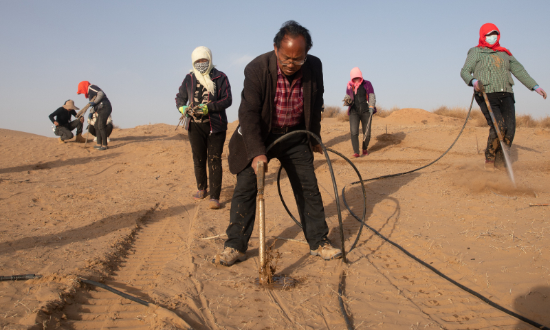 Sun Guoyou is instructing workers on how to plant sand willows in Lingwu, Ningxia Hui Autonomous Region on March 31, 2023. Photo: VCG