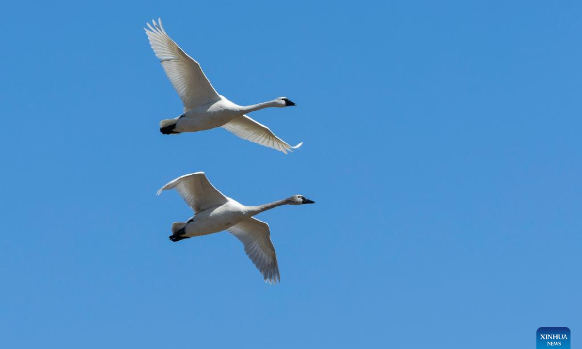 Tundra swans are seen at the Aylmer Wildlife Management Area in Aylmer, Ontario, Canada, on March 30, 2023. Every winter, thousands of wild tundra swans use the Ontario's Aylmer Wildlife Management Area to refuel on their migration to the high Arctic Region. Photo:Xinhua