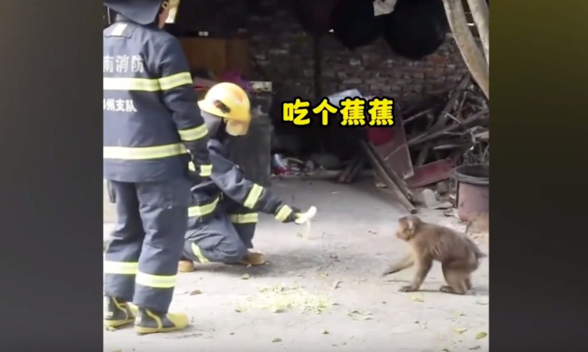 Two monkeys breaking into a house captured by firemen with bananas. Photo:web
