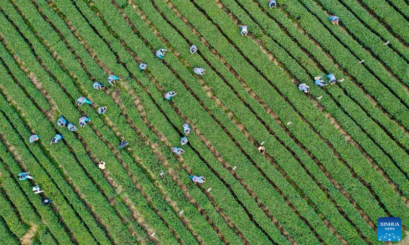 This aerial photo taken on March 22, 2023 shows farmers picking tea leaves at a tea garden in Yongrong Township, Yongchuan District, southwest China's Chongqing. In recent years, Yongchuan has been focusing on cultivating tea industry as its characteristic industry with steady breakthrough in establishing tea production bases and promoting the integration of tea industry and tourism to secure the employment of rural residents and increase local farmers' income. (Xinhua/Tang Yi)