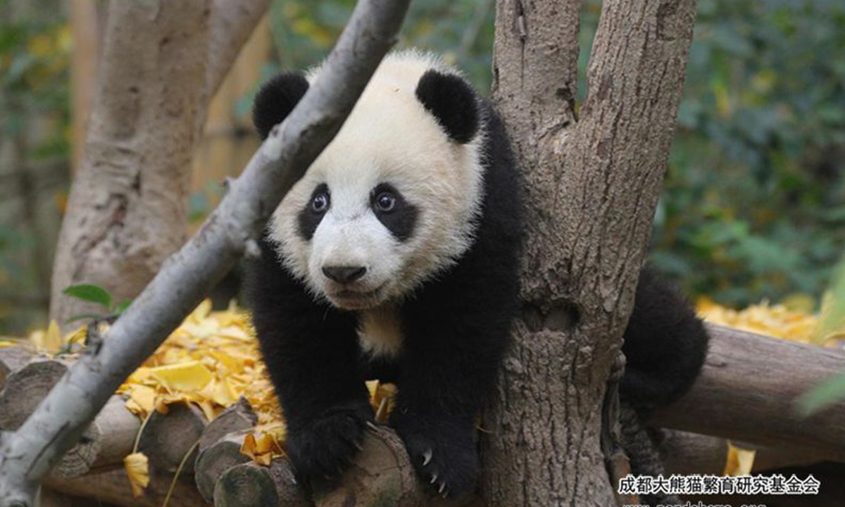 Born in June 2021, the male panda Baoxin dies on March 14, 2023 due to multiple organ failure. Photo: from Chengdu Research Base of Giant Panda Breeding 