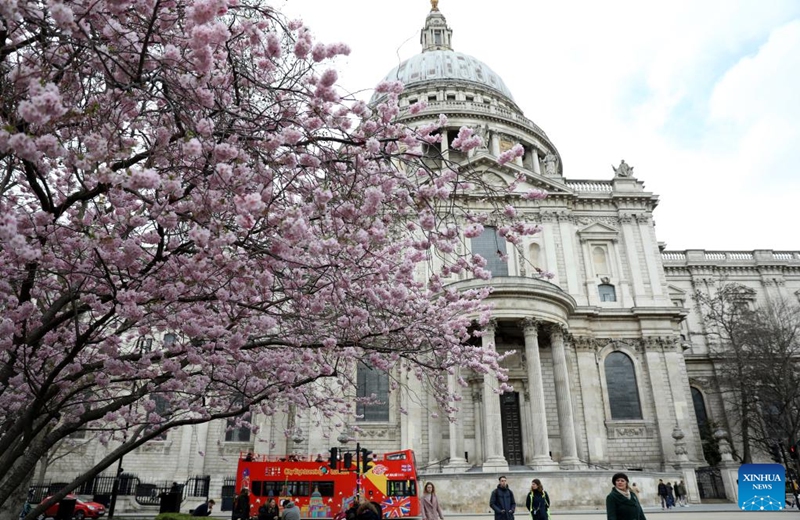 Cherry blossoms are pictured near St Paul's Cathedral in London, Britain, March 22, 2023. Photo: Xinhua