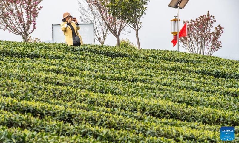 A tourist visits a tea garden in Yongrong Township, Yongchuan District, southwest China's Chongqing, March 22, 2023. In recent years, Yongchuan has been focusing on cultivating tea industry as its characteristic industry with steady breakthrough in establishing tea production bases and promoting the integration of tea industry and tourism to secure the employment of rural residents and increase local farmers' income. (Xinhua/Tang Yi)