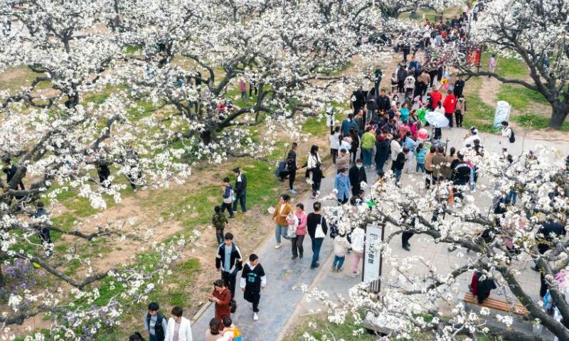 This aerial photo taken on March 26, 2023 shows tourists enjoying pear blossoms at a pear garden in Dangshan County, Suzhou City, east China's Anhui Province. Recently, pear trees in Dangshan County of east China's Anhui Province have entered full bloom. Various activities are held in the pear garden to attract tourists. (Photo by Cui Meng/Xinhua)