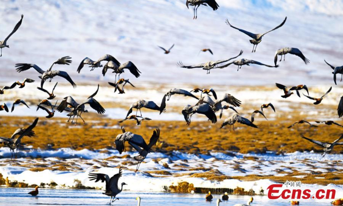 Migratory birds fly over Bayanbulak Wetland in northwest China's Xinjiang Uyghur Autonomous Region in Spring. Photo:China News Service