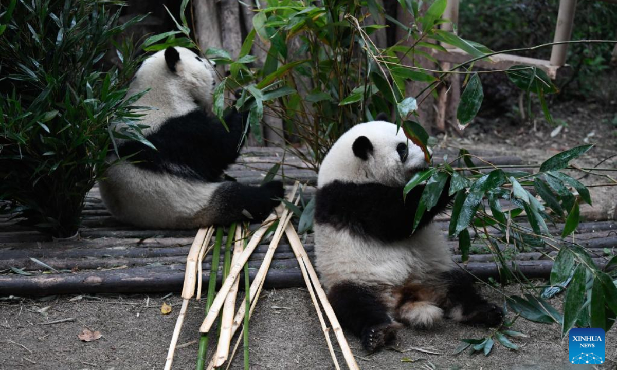 Giant panda twins He Hua (R) and He Ye eat fresh bamboo at Chengdu Research Base of Giant Panda Breeding in Chengdu, southwest China's Sichuan Province, March 22, 2023. Photo:Xinhua