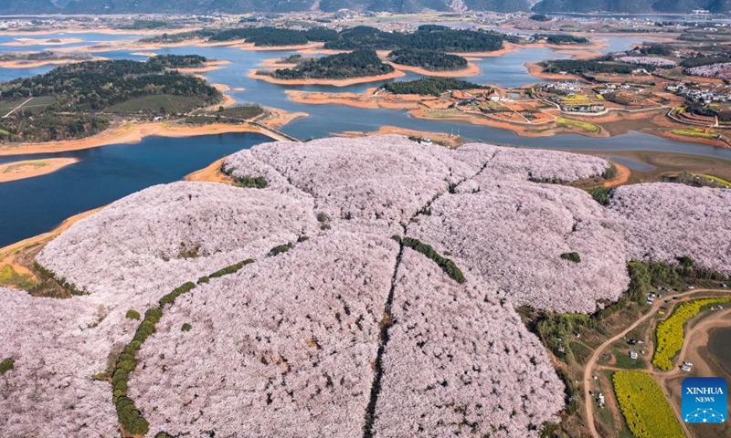 This aerial photo taken on March 21, 2023 shows blooming cherry blossoms at a cherry garden in Guian New Area, southwest China's Guizhou Province. A cherry garden of the Guian New Area, covering an area of 24,000 mu (about 1,600 hectares), has attracted a large flow of tourists during the blooming season of cherry blossoms.(Photo: Xinhua)