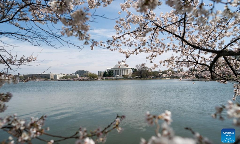 Cherry blossoms are seen with the Thomas Jefferson Memorial in background at the Tidal Basin in Washington, D.C., the United States, on March 23, 2023.(Photo: Xinhua)