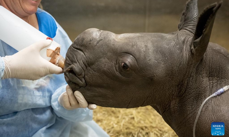 A staff member takes care of a female southern white rhino calf, born on March 21, 2023, at the veterinary facility of Werribee Open Range Zoo in Victoria, Australia, March 22, 2023. The Werribee Open Range Zoo in the Australian state of Victoria has been celebrating the arrival of a southern white rhino calf, which is the first calf of this threatened species to be born at the zoo in almost a decade.(Photo: Xinhua)