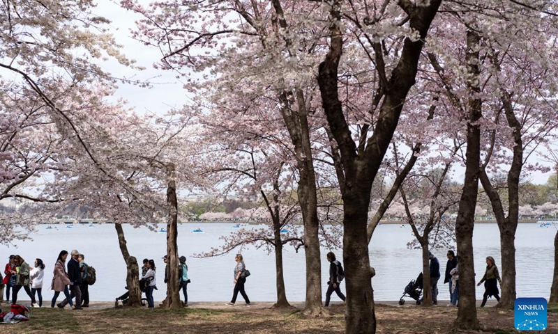 People walk under cherry blossoms at the Tidal Basin in Washington, D.C., the United States, on March 23, 2023.(Photo: Xinhua)