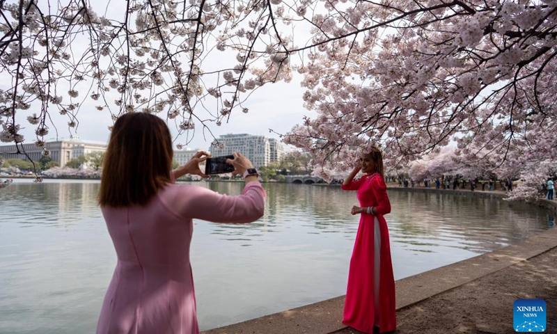 A woman poses for a photo under cherry blossoms at the Tidal Basin in Washington, D.C., the United States, on March 23, 2023.(Photo: Xinhua)