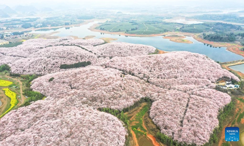 This aerial photo taken on March 21, 2023 shows blooming cherry blossoms at a cherry garden in Guian New Area, southwest China's Guizhou Province. A cherry garden of the Guian New Area, covering an area of 24,000 mu (about 1,600 hectares), has attracted a large flow of tourists during the blooming season of cherry blossoms.(Photo: Xinhua)