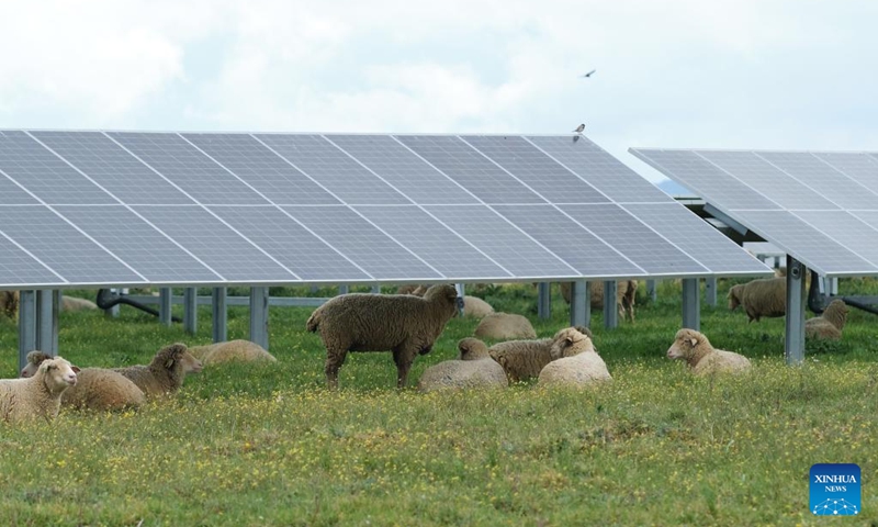 A herd of sheep take a rest under solar panels of the Francisco Pizarro photovoltaic power plant in Caceres, Spain, on March 24, 2023. (Xinhua/Meng Dingbo)