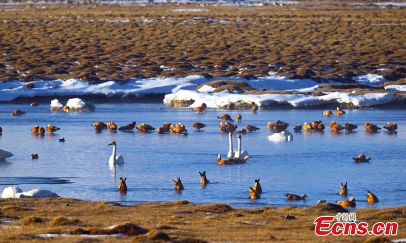 Migratory birds rest at Bayanbulak Wetland in northwest China's Xinjiang Uyghur Autonomous Region in Spring. (Photo/China News Service)