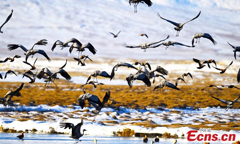 Migratory birds fly over Bayanbulak Wetland in northwest China's Xinjiang Uyghur Autonomous Region in Spring. (Photo/China News Service)