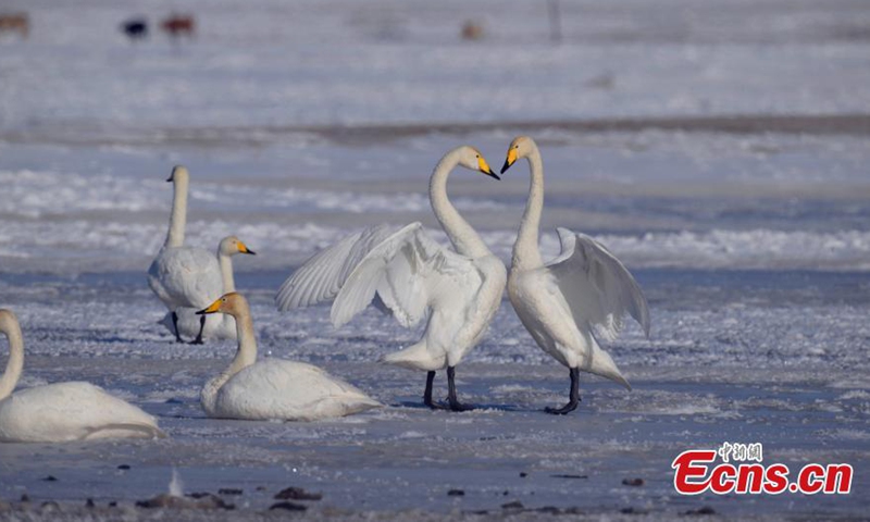 Swans rest at Bayanbulak Wetland in northwest China's Xinjiang Uyghur Autonomous Region in Spring. (Photo/China News Service)