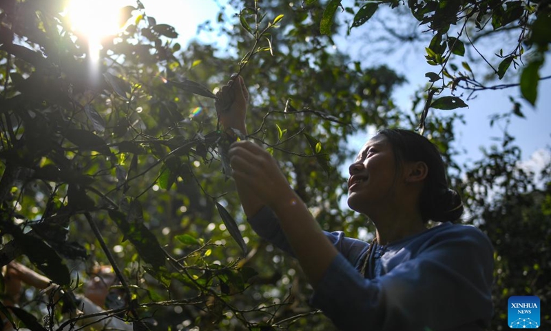 A farmer picks tea leaves in the ancient tea forests on the Jingmai Mountain in Pu'er City, southwest China's Yunnan Province, March 25, 2023. Spring tea picking started in the ancient tea forests on the Jingmai Mountain on Saturday. At Jingmai, a lush mountain known for its forests of ancient tea trees, locals still maintain an ancient way of tea cultivation featuring a special multi-layered ecosystem. (Xinhua)