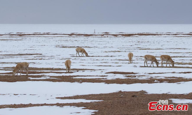 A flock of Tibetan antelopes forage at the Hoh Xil nature reserve, the 51th Chinese site inscribed on the World Heritage List, in the Sanjiangyuan National Park, Tibetan Autonomous Prefecture of Yushu, northwest China's Qinghai Province, March 25, 2023. (Photo: China News Service/Ma Mingyan)