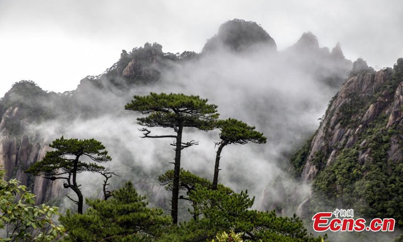 Sanqing Mountain, a world natural heritage site, is surrounded by a sea of clouds, looking like an ink wash painting in Shangrao, east China's Jiangxi Province. (Photo/VCG)