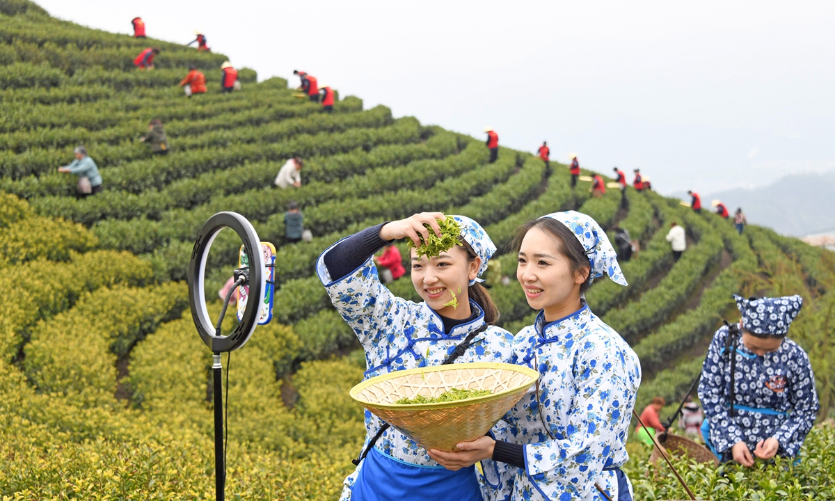 Volunteers promote tea online through live-streaming platforms at a white tea planting base in Taizhou, East China's Zhejiang Province on March 27, 2023. Local companies organized volunteers to help farmers pick and promote tea online. Photo: VCG