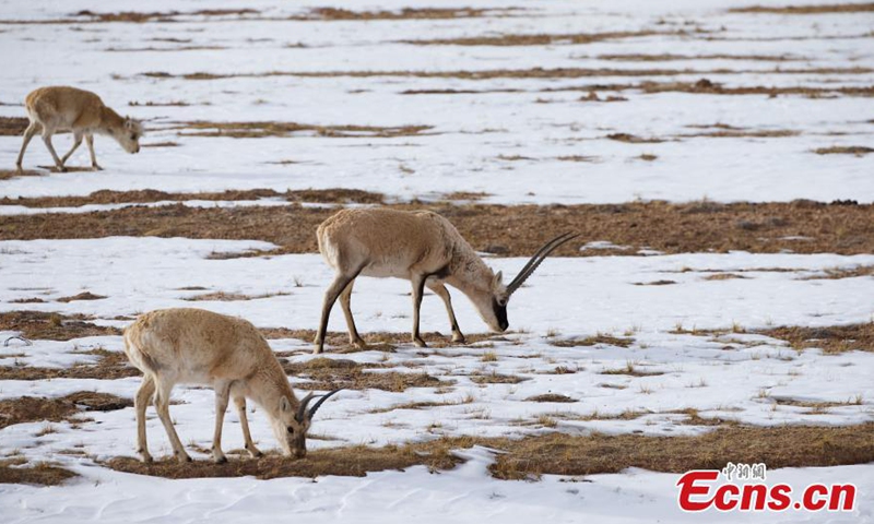 A flock of Tibetan antelopes forage at the Hoh Xil nature reserve, the 51th Chinese site inscribed on the World Heritage List, in the Sanjiangyuan National Park, Tibetan Autonomous Prefecture of Yushu, northwest China's Qinghai Province, March 25, 2023. (Photo: China News Service/Ma Mingyan)