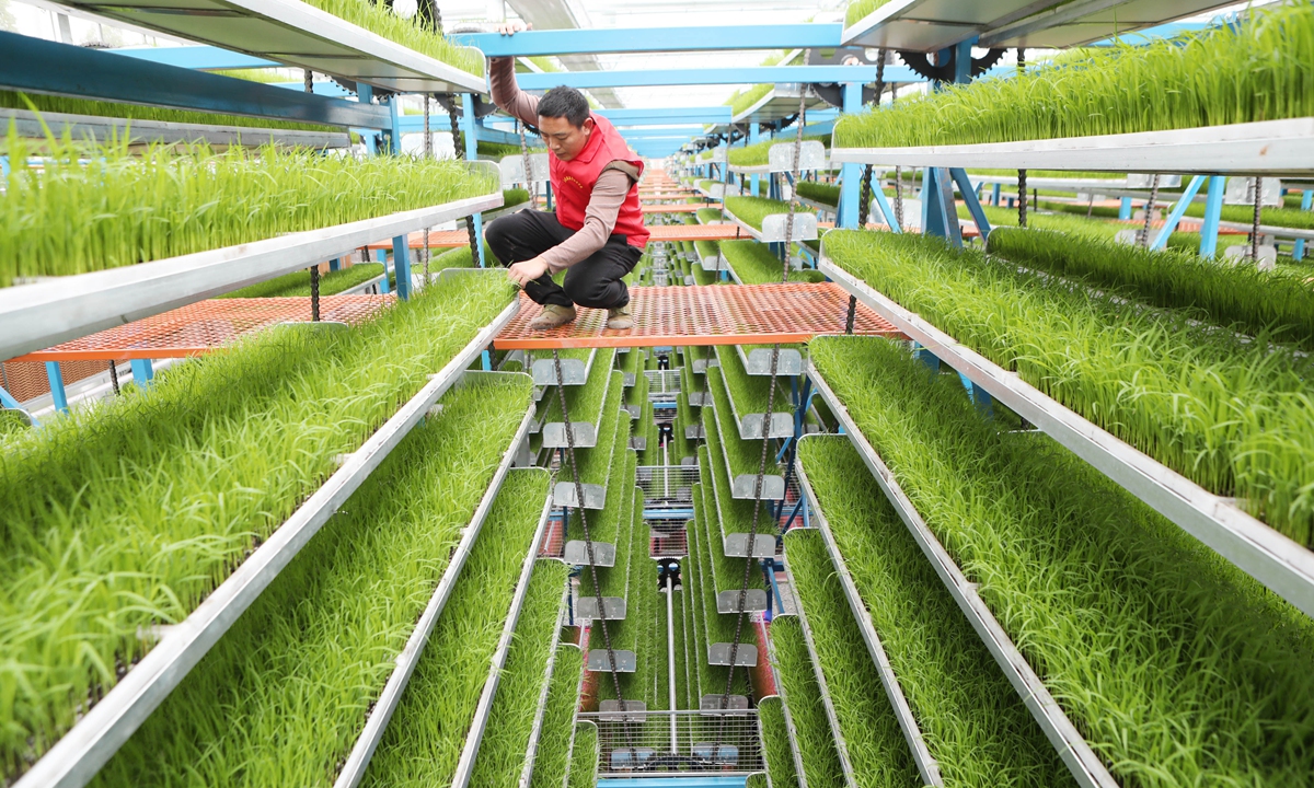 An agronomist checks the growth of rice seedlings at an intelligent seedling plant in Southwest China’s Chongqing on March 27, 2023. The plant has a greenhouse area of 4,608 square meters, capable of growing 800 hectares of rice seedlings a year. Photo: VCG