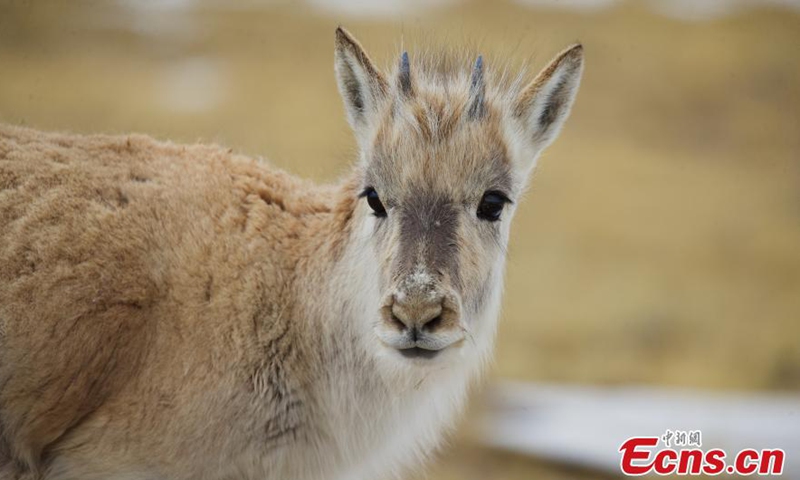 A Tibetan antelope is seen at the Hoh Xil nature reserve, the 51th Chinese site inscribed on the World Heritage List, in the Sanjiangyuan National Park, Tibetan Autonomous Prefecture of Yushu, northwest China's Qinghai Province, March 25, 2023. (Photo: China News Service/Ma Mingyan)