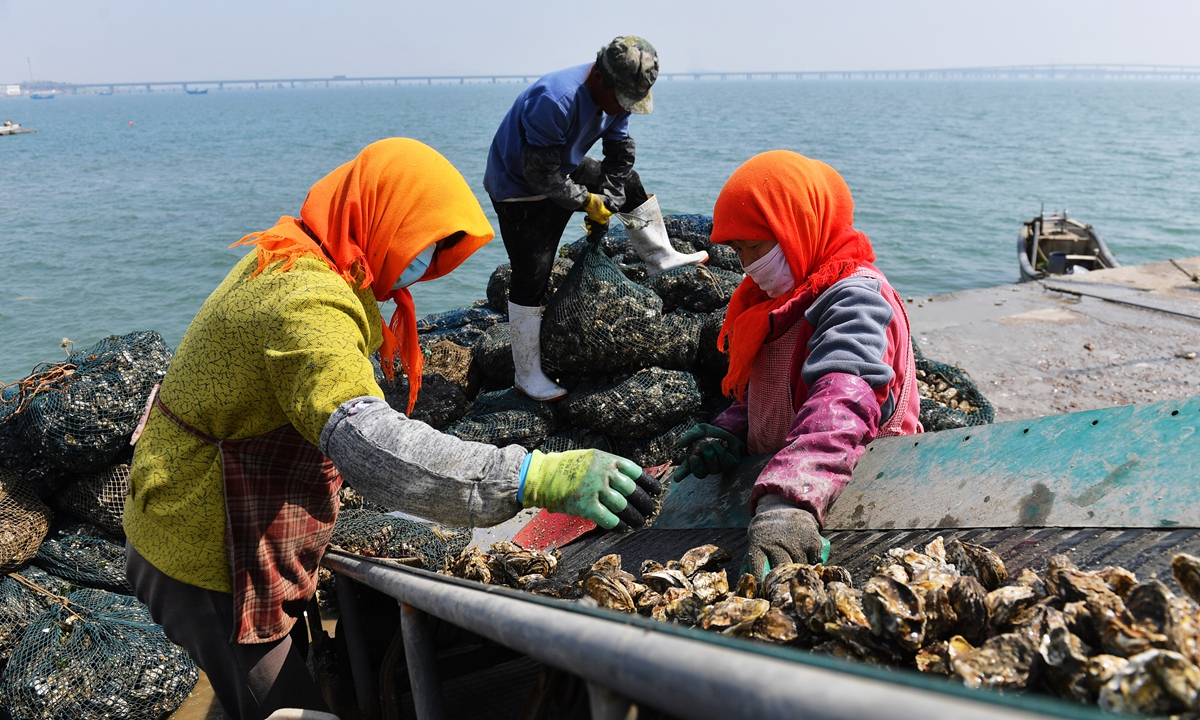 Fishermen clean oysters at a dock in Qingdao, East China's Shandong Province on March 29, 2023. Spring is the best time to harvest oysters and fishermen rush to supply oysters to seafood markets around the country after cleaning and classification. Photo: VCG