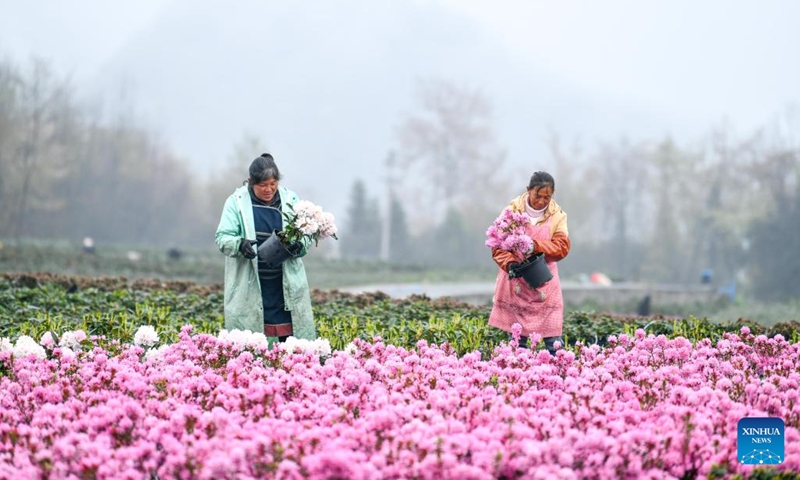 Farmers transfer flowers at a flower cultivation base in Bailidujuan administrative area in Bijie, southwest China's Guizhou Province, March 28, 2023. In recent years, the Bailidujuan administrative area in Bijie has set up intelligent greenhouses for cultivating alpine flower species such as azalea, with the goal of developing rural tourism and boosting incomes of local farmers.(Photo: Xinhua)