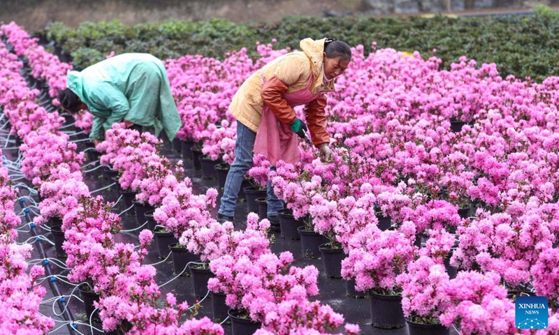 Farmers trim flowers at a flower cultivation base in Bailidujuan administrative area in Bijie, southwest China's Guizhou Province, March 28, 2023. In recent years, the Bailidujuan administrative area in Bijie has set up intelligent greenhouses for cultivating alpine flower species such as azalea, with the goal of developing rural tourism and boosting incomes of local farmers.(Photo: Xinhua)
