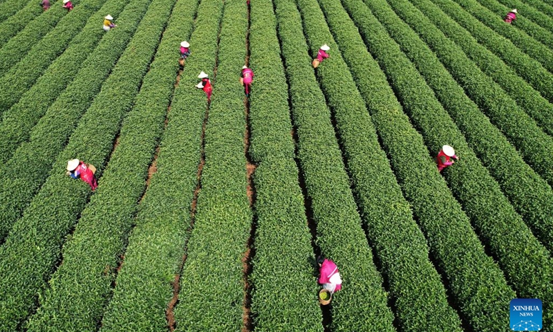 This aerial photo shows workers harvesting tea leaves at a tea garden in Xihu District, Hangzhou, east China's Zhejiang Province, March 28, 2023. Recently, workers are busy in harvesting and processing tea leaves ahead of the Qingming Festival to produce the Mingqian (literally pre-Qingming) tea, which are made of the very first tea sprouts in spring and considered to be of high quality.(Photo: Xinhua)