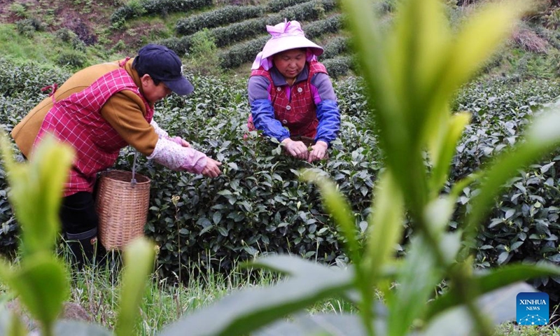 Workers harvest tea leaves at a tea garden in Baili Azalea Scenic Area, Bijie, southwest China's Guizhou Province, March 28, 2023. Recently, workers are busy in harvesting and processing tea leaves ahead of the Qingming Festival to produce the Mingqian (literally pre-Qingming) tea, which are made of the very first tea sprouts in spring and considered to be of high quality.(Photo: Xinhua)