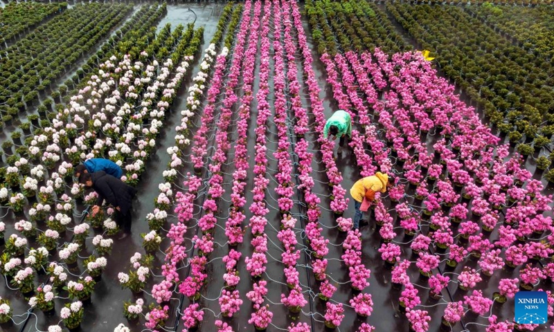 This aerial photo taken on March 28, 2023 shows farmers trimming flowers at a flower cultivation base in Bailidujuan administrative area in Bijie, southwest China's Guizhou Province. In recent years, the Bailidujuan administrative area in Bijie has set up intelligent greenhouses for cultivating alpine flower species such as azalea, with the goal of developing rural tourism and boosting incomes of local farmers.(Photo: Xinhua)