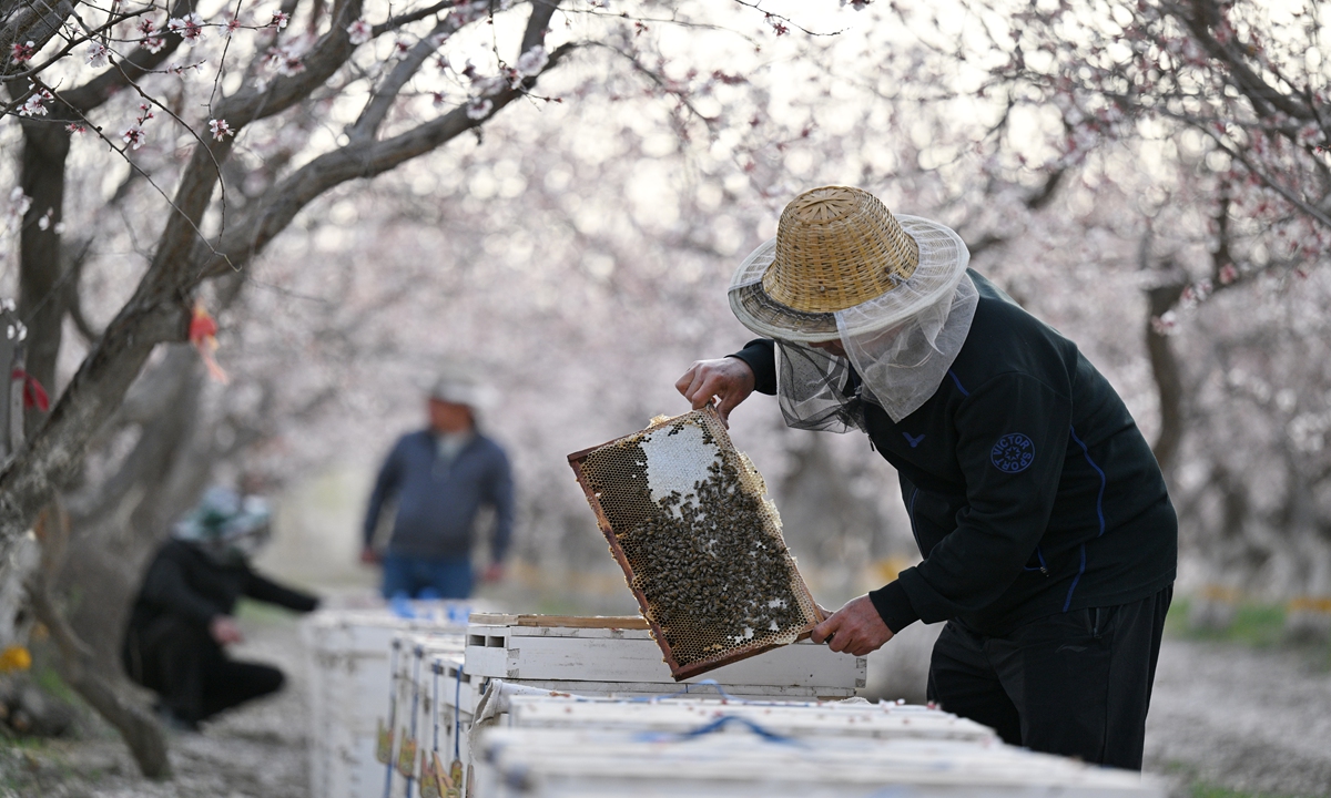 Farmers in Northwest China's Xinjiang region manage bee farms as the woods enter the blossoming period on March 30, 2023. In 2021, China's honey production reached 450,000 tons with related products valued at 30 billion yuan ($4.36 billion), according to Farmers' Daily. Photo: VCG