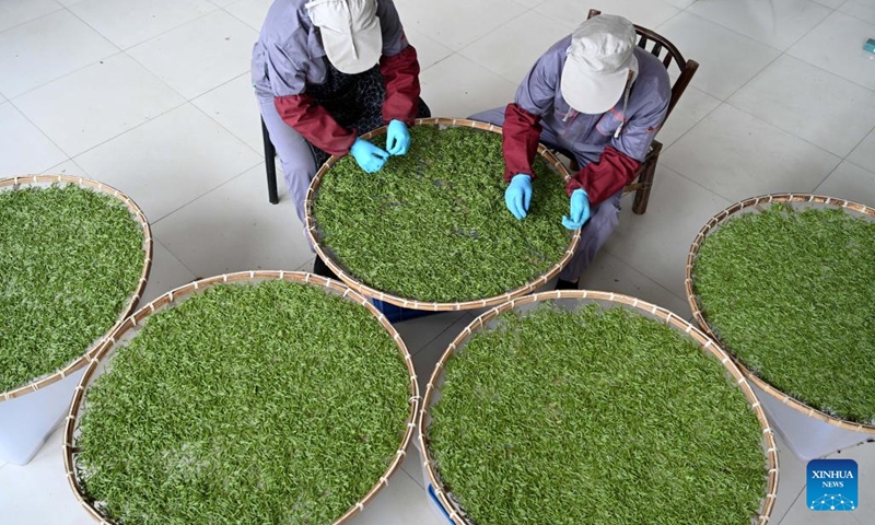 Workers select tea sprouts picked early in the morning at a tea factory in Wuyi County, east China's Zhejiang Province, March 28, 2023. Recently, workers are busy in harvesting and processing tea leaves ahead of the Qingming Festival to produce the Mingqian (literally pre-Qingming) tea, which are made of the very first tea sprouts in spring and considered to be of high quality.(Photo: Xinhua)
