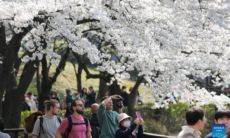 Tourists view cherry blossoms at Seokchon Lake Park in Seoul, South Korea, March 30, 2023.(Photo: Xinhua)
