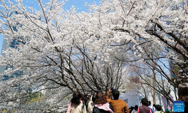 Tourists take photos of cherry blossoms at Seokchon Lake Park in Seoul, South Korea, March 30, 2023.(Photo: Xinhua)