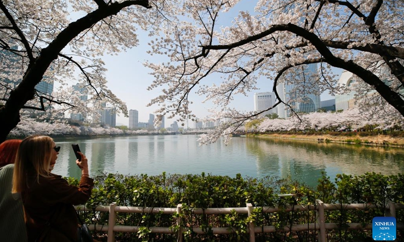 Tourists take photos of cherry blossoms at Seokchon Lake Park in Seoul, South Korea, March 30, 2023.(Photo: Xinhua)