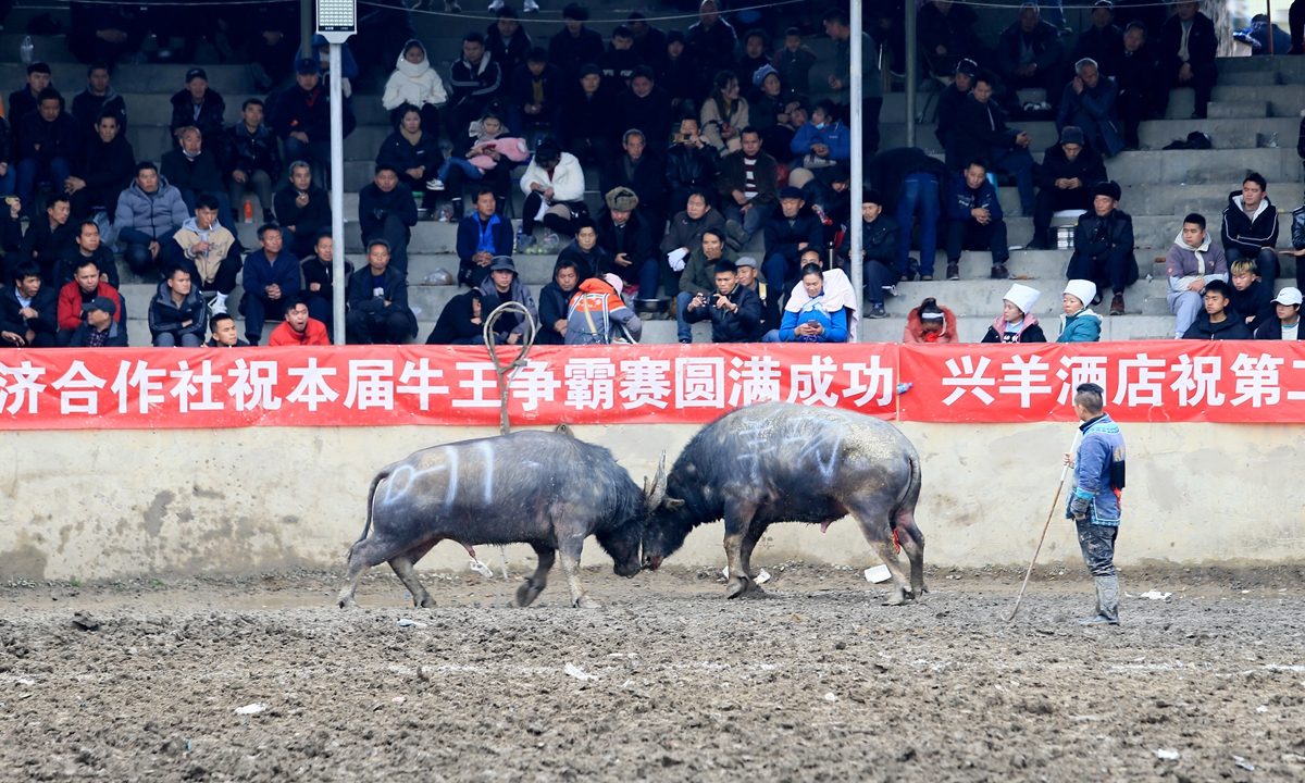 A bullfight feast in Longli, Southwest China's Guizhou Province on February 24, 2023. Photo: VCG