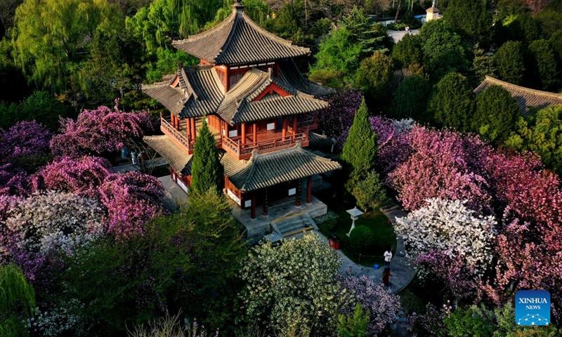 This aerial photo taken on March 31, 2023 shows cherry blossoms at the Qinglong Temple in Xi'an, northwest China's Shaanxi Province. (Xinhua/Liu Xiao)