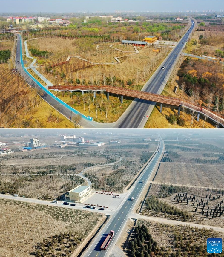 This combo photo shows the aerial view of a forest on March 30, 2023 (up) and on Jan. 17, 2019 in Xiong'an New Area, north China's Hebei Province. China announced plans to establish Xiong'an New Area on April 1, 2017, to relieve Beijing of functions non-essential to its role as the national capital and advance the coordinated development of the Beijing-Tianjin-Hebei region. (Photo:Xinhua)