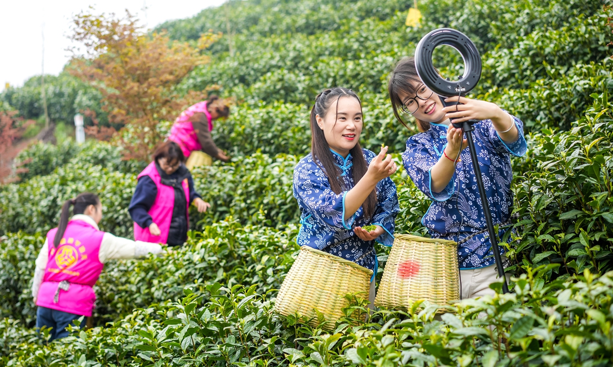 Volunteers sell tea through livestreaming at a garden base in Huzhou, East China's Zhejiang Province on April 3, 2023. Tea farmers across the country are rushing to pick tea leaves amid the Qingming Festival, as they are expected to sell at the highest price during the holiday.  Photo: cnsphoto