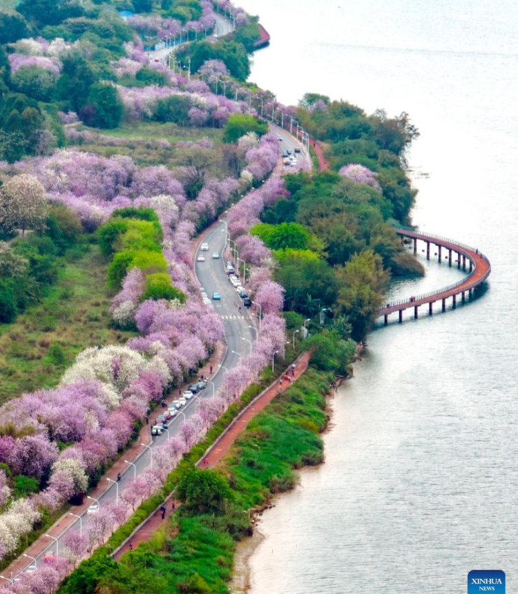 This aerial photo taken on April 5, 2023 shows cars running past Bauhinia blossoms in Liuzhou City, south China's Guangxi Zhuang Autonomous Region. (Photo by Li Hanchi/Xinhua)