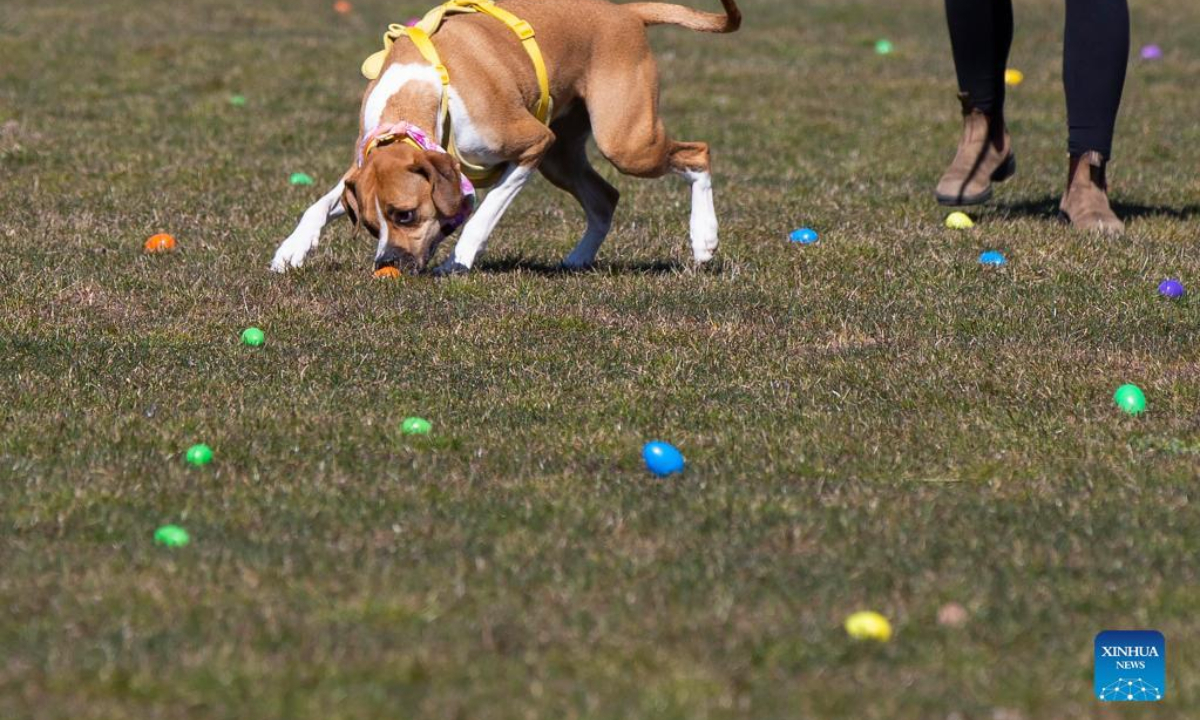 2023 Easter Egg Hunt for Dogs held in Canada Global Times