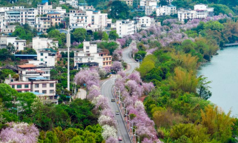 This aerial photo taken on April 5, 2023 shows cars running past Bauhinia blossoms in Liuzhou City, south China's Guangxi Zhuang Autonomous Region. (Photo by Li Hanchi/Xinhua)