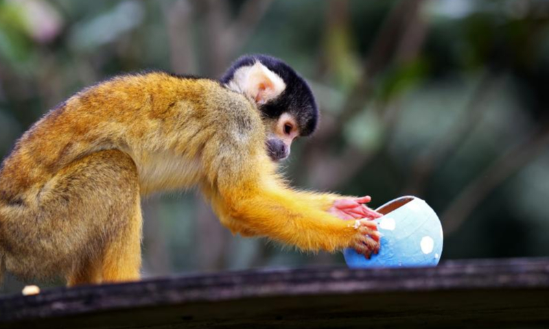 A squirrel monkey collects food from a mock Easter egg at London Zoo in London, Britain, April 5, 2023. Animals at London Zoo enjoyed food hidden in mock Easter eggs as a special treat for the upcoming Easter. (Xinhua/Li Ying)